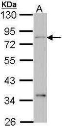 CEACAM1 Antibody in Western Blot (WB)