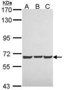 NF2 Antibody in Western Blot (WB)