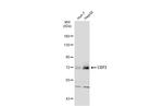 CD73 Antibody in Western Blot (WB)