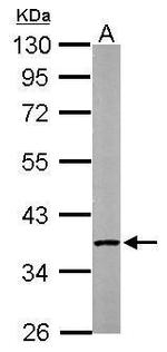 PP2A alpha Antibody in Western Blot (WB)