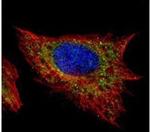 SREBF2 Antibody in Immunocytochemistry (ICC/IF)