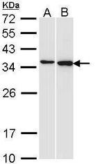 Pirin Antibody in Western Blot (WB)