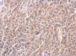 Caspase 4 Antibody in Immunohistochemistry (Paraffin) (IHC (P))