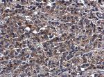 Caspase 4 Antibody in Immunohistochemistry (Paraffin) (IHC (P))