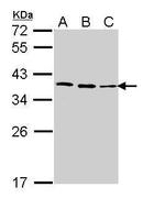 Fibrillarin Antibody in Western Blot (WB)