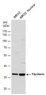 Fibrillarin Antibody in Western Blot (WB)