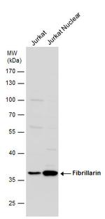 Fibrillarin Antibody in Western Blot (WB)