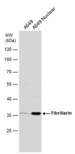 Fibrillarin Antibody in Western Blot (WB)