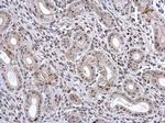 Fibrillarin Antibody in Immunohistochemistry (Paraffin) (IHC (P))