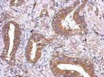 VEGFD Antibody in Immunohistochemistry (Paraffin) (IHC (P))