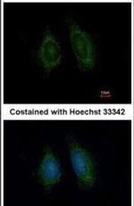 ERp57 Antibody in Immunocytochemistry (ICC/IF)