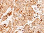 ERp57 Antibody in Immunohistochemistry (Paraffin) (IHC (P))