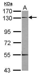 Neuropilin 1 Antibody in Western Blot (WB)