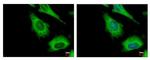 IGF2BP2 Antibody in Immunocytochemistry (ICC/IF)