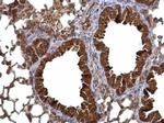 CHP1 Antibody in Immunohistochemistry (Paraffin) (IHC (P))