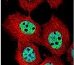 DUSP16 Antibody in Immunocytochemistry (ICC/IF)