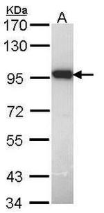 DUSP16 Antibody in Western Blot (WB)