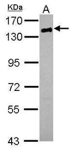 CD22 Antibody in Western Blot (WB)