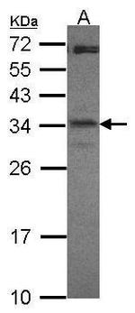 CREM Antibody in Western Blot (WB)