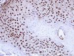 TDP-43 Antibody in Immunohistochemistry (Paraffin) (IHC (P))