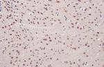 TDP-43 Antibody in Immunohistochemistry (Paraffin) (IHC (P))