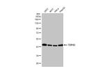 TDP-43 Antibody in Western Blot (WB)