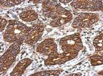 C3a Receptor Antibody in Immunohistochemistry (Paraffin) (IHC (P))