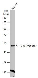 C3a Receptor Antibody in Western Blot (WB)