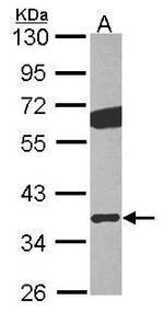 GNB2 Antibody in Western Blot (WB)