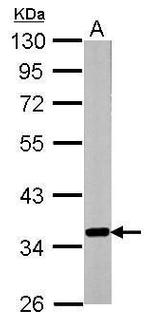 GNB2 Antibody in Western Blot (WB)