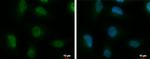 hnRNP A2B1 Antibody in Immunocytochemistry (ICC/IF)