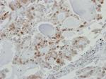 KPNA3 Antibody in Immunohistochemistry (Paraffin) (IHC (P))