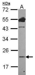 LCN1 Antibody in Western Blot (WB)