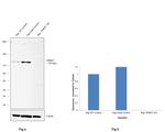 TRIM37 Antibody in Western Blot (WB)