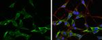 NAGLU Antibody in Immunocytochemistry (ICC/IF)