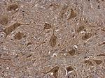 NAGLU Antibody in Immunohistochemistry (Paraffin) (IHC (P))