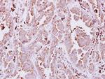 NAGLU Antibody in Immunohistochemistry (Paraffin) (IHC (P))