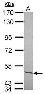 NFIC Antibody in Western Blot (WB)