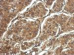 PRG2 Antibody in Immunohistochemistry (Paraffin) (IHC (P))