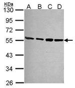 PSMD4 Antibody in Western Blot (WB)