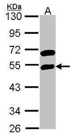 RBMS1 Antibody in Western Blot (WB)