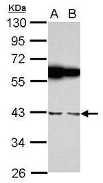 RBMS1 Antibody in Western Blot (WB)