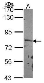 SEMA3F Antibody in Western Blot (WB)