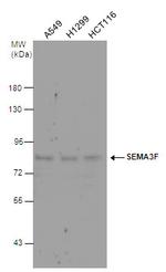 SEMA3F Antibody in Western Blot (WB)