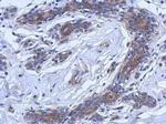 ASM Antibody in Immunohistochemistry (Paraffin) (IHC (P))