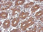 HAI-1 Antibody in Immunohistochemistry (Paraffin) (IHC (P))