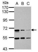 HAI-1 Antibody in Western Blot (WB)