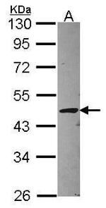 STAC Antibody in Western Blot (WB)