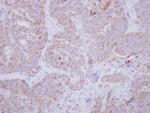 Unc18-2 Antibody in Immunohistochemistry (Paraffin) (IHC (P))