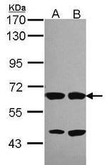 Unc18-2 Antibody in Western Blot (WB)